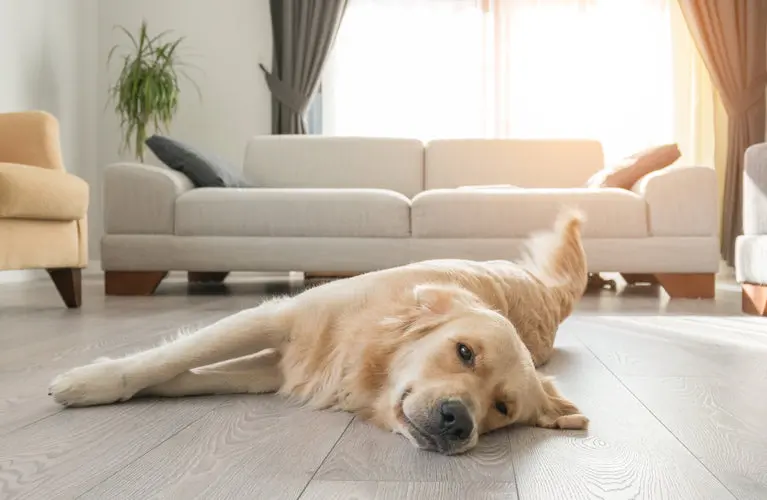Golden Retriever lying on light gray wood-look vinyl living room flooring.