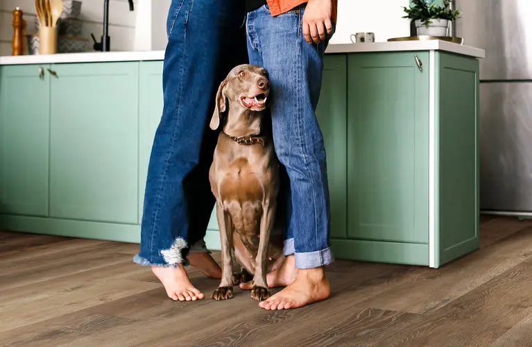 Dog sitting between a couple's legs on medium-toned wood-look vinyl kitchen floors.